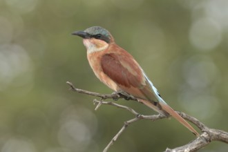 Southern Carmine Bee-eater (Merops nubicoides)