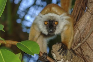 Female of primate species Moorish lemur (Eulemur macaco) Lemur sitting on branch looking directly