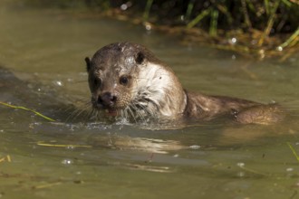 An otter swimming in water with wet fur, European otter (Lutra lutra), Germany, Europe