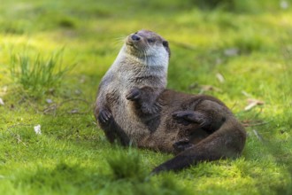 A relaxed otter lying on the meadow in natural surroundings, European otter (Lutra lutra), Germany,