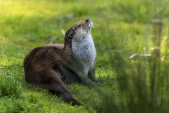 An otter sits attentively on a green meadow, European otter (Lutra lutra), Germany, Europe