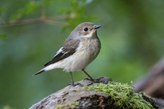 Pied Flycatcher (Ficedula hypoleuca) Germany