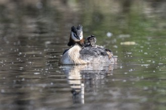 Great Crested Grebe (Podiceps Scalloped ribbonfish) with juveniles, Emsland, Lower Saxony, Germany,