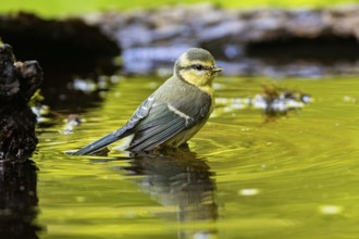 Blue Tit (Parus Caeruleus) Germany