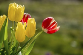 Bouquet of tulips with red and yellow tulips, Rhineland-Palatinate, Germany, Europe