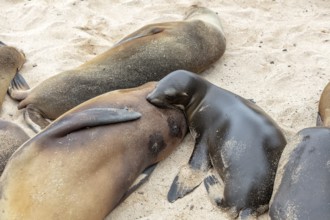 Sea lions (Zalophus wollebaeki), San Cristobal, Galapagos, Ecuador, South America