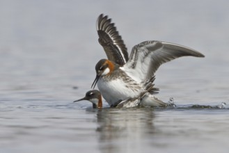 Red-necked Phalarope (Phalaropus lobatus) pair mating, Manitoba, Canada, North America