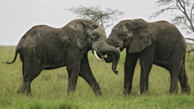Afrikanischer Elefant (Loxodonta africana) zwei kämpfende Bullen in Savanne, Serengeti National