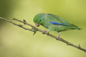 Spectacled Parrotlet (Forpus conspicillatus) perched on a branch in Colombia, South America