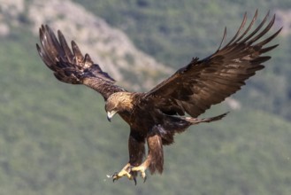 Golden Eagle (Aquila chrysaetos) landing, Madrid, Spain, Europe