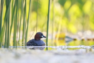 Little Grebe (Tachybaptus ruficollis), North Rhine-Westphalia, Germany, Europe