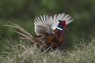 Flügelschlagend... Jagdfasan *Phasianus colchicus* vermeldet seinen Revieranspruch