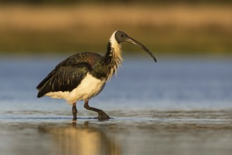 Straw-necked Ibis (Threskiornis spinicollis), Victoria, Australia, Oceania