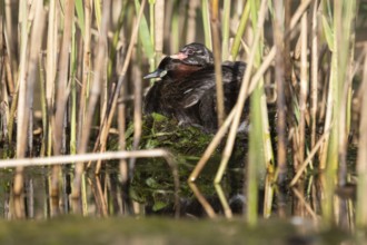 Little Grebe (Tachybaptus ruficollis) with chick in Nest, Saxony, Germany, Europe