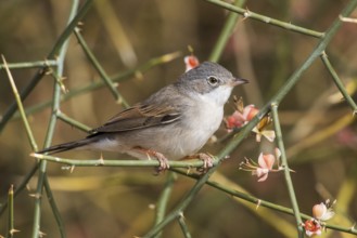 Common Whitethroat (Sylvia communis) male perched on a branch, Eilat, Israel, Asia