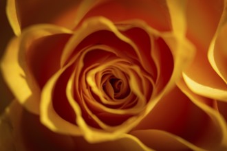Yellow-orange blossom of a rose (Rosa)