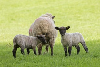 Sheep and lambs on pasture, Shottery, Stratford-upon-Avon, Warwickshire, England, Great Britain