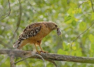 Red-shouldered Hawk (Buteo lineatus) perched on a branch with mouse prey in its beak, California,
