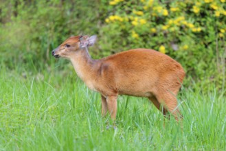 A male Red Forest Duiker (Cephalophus natalensis) stands in a green meadow, eating grass and herbs