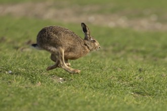 European brown hare (Lepus europaeus) adult animal running in a farmland cereal field, England,