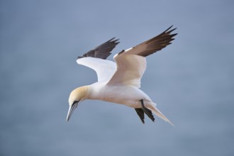 Northern gannet (Morus bassanus) flying over the sea, wildlife, Helgoland, Germany, Europe