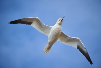 Northern gannet (Morus bassanus) flying over the sea, wildlife, Helgoland, Germany, Europe