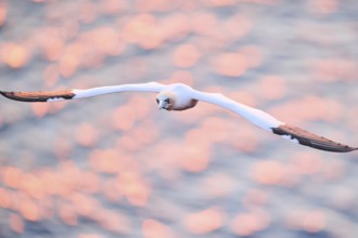 Northern gannet (Morus bassanus) flying over the sea at sunset, wildlife, Helgoland, Germany,