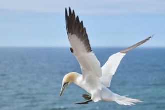 Northern gannet (Morus bassanus) flying over the sea, landing, portrait, wildlife, Helgoland,