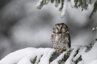 Long-eared owl (Asio otus) in a winter forest, Czech Republic, Europe