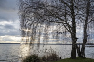 Evening mood at Lake Müritz, birch tree on the shore, clouds in the sky, Waren, Müritz, Mecklenburg