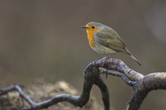 European Robin (Erithacus rubecula) perched on a branch, North Rhine-Westphalia, Germany, Europe