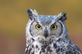 A Great Horned Owl, Bubo virginianus, portrait, near Prince Albert Saskatchewan, Canada, North