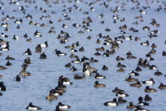 Greater Scaup & Tufted Duck (Aythya marila & Aythya fuligula) huge group on a lake,