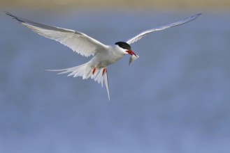 Common Tern (Sterna hirundo) flying, Texel, Netherlands