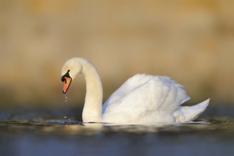 Mute Swan (Cygnus olor), North Rhine-Westphalia, Germany, Europe