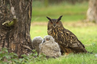 Eurasian Eagle-Owl (Bubo bubo) female with chicks, Utrecht, Netherlands