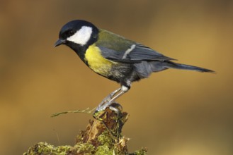 Great Tit (Parus major), Asturias, Spain, Europe
