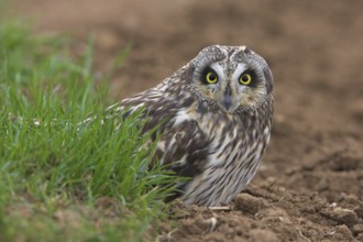 Short-eared Owl (Asio flammeus)
