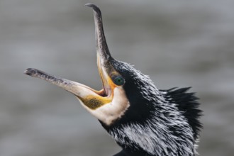 Great Cormorant (Phalacrocorax carbo), Saxony, Germany, Europe