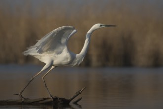 Great Egret (Ardea alba) taking flight, Subotica, Serbia, Europe