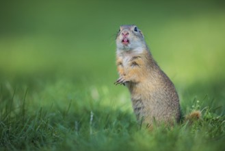 European Ground Squirrel (Spermophilus citellus) standing alert in meadow, Austria, Europe