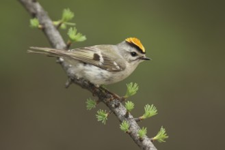Golden-crowned Kinglet (Regulus satrapa), Michigan, USA, North America