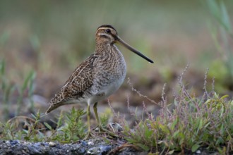 Common Snipe (Gallinago gallinago) foraging, Mecklenburg-Western Pomerania, Germany, Europe