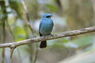 Verditer Flycatcher (Eumyias thalassinus) perched on a branch, Di Linh, Vietnam, Asia