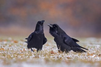Northern Raven (Corvus corax) pair, Saxony-Anhalt, Germany, Europe