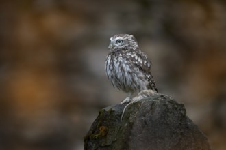Romania bird wildlife. Little Owl, Athene noctua, bird in old roof tile ruin. Urban wildlife with