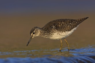 Wood Sandpiper (Tringa glareola), Lesvos, Greece, Europe