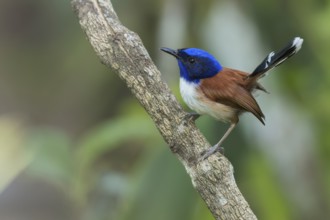 Emperor Fairywren (Malurus cyanocephalus) perched on a branch in Papua New Guinea