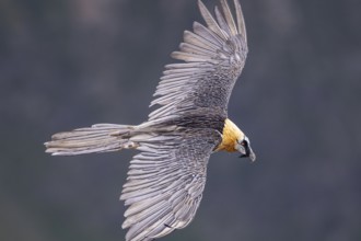 Bearded Vulture (Gypaetus barbatus) flying, Italy, Europe