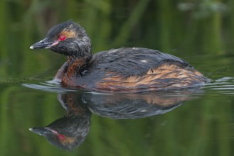 Horned Grebe (Podiceps auritus), Iceland, Europe